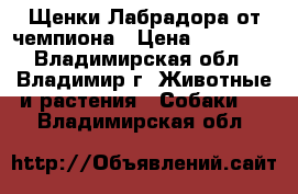 Щенки Лабрадора от чемпиона › Цена ­ 15 000 - Владимирская обл., Владимир г. Животные и растения » Собаки   . Владимирская обл.